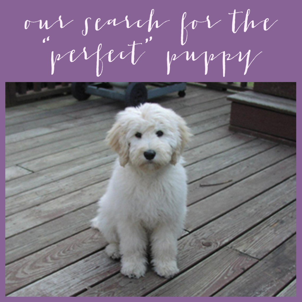 perfect puppy