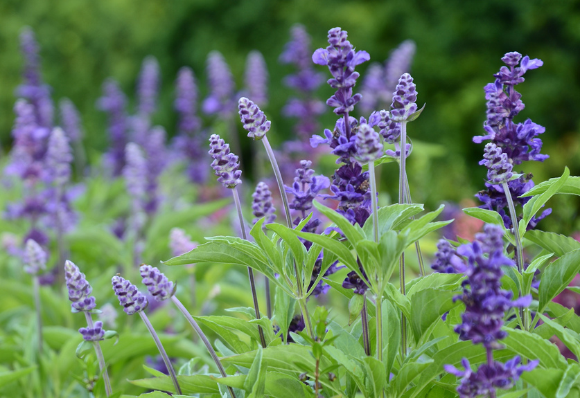 Purple Blooms
