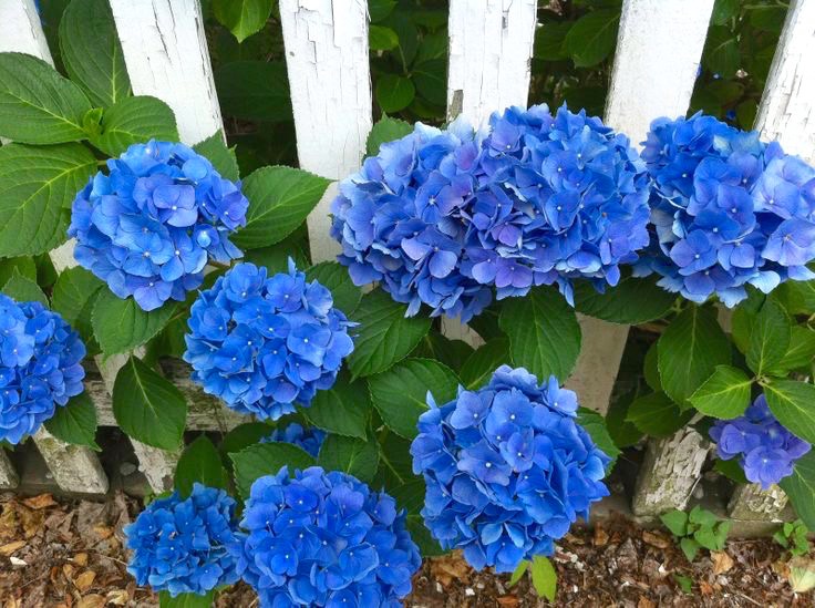 Blue Hydrangeas By White Picket Fence