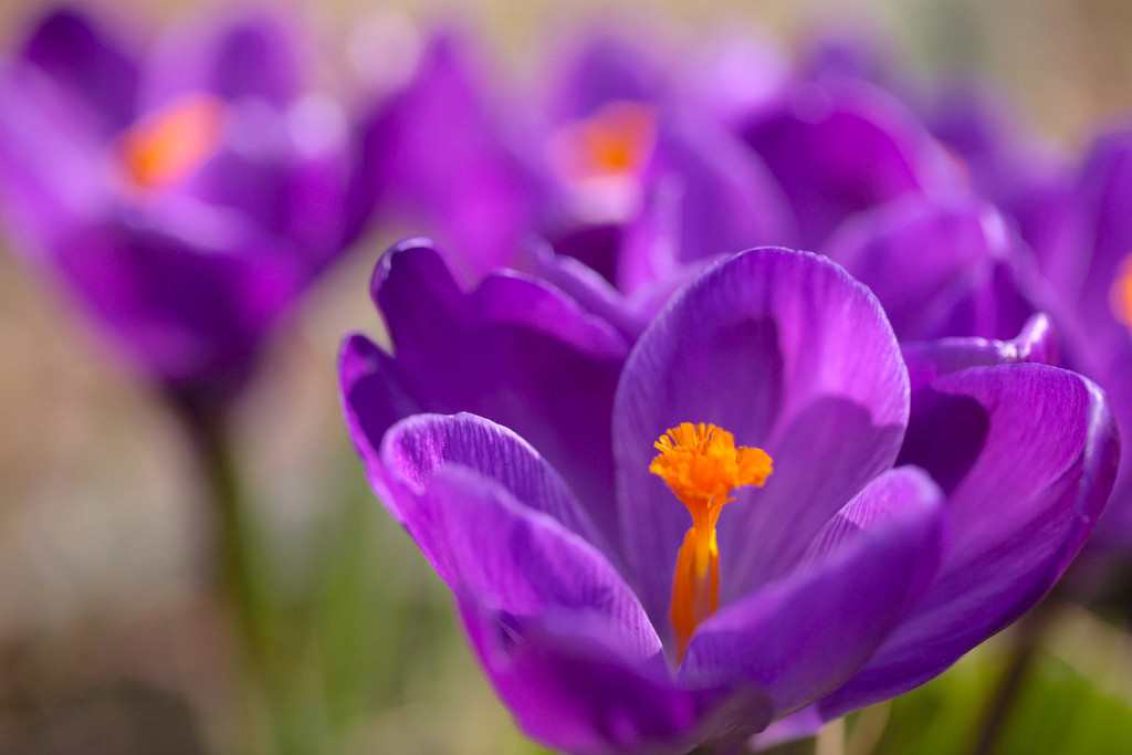 purple flowers