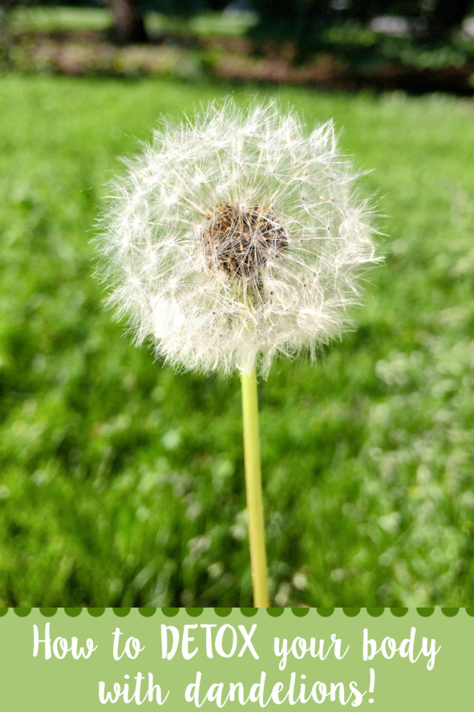 dandelions