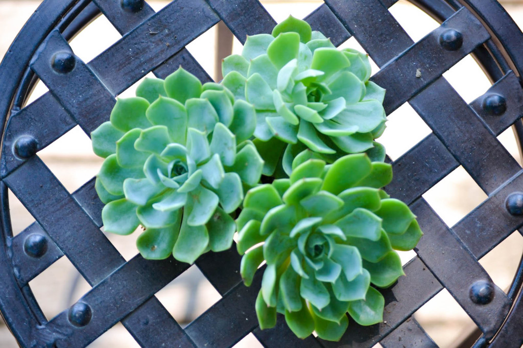 succulant-2