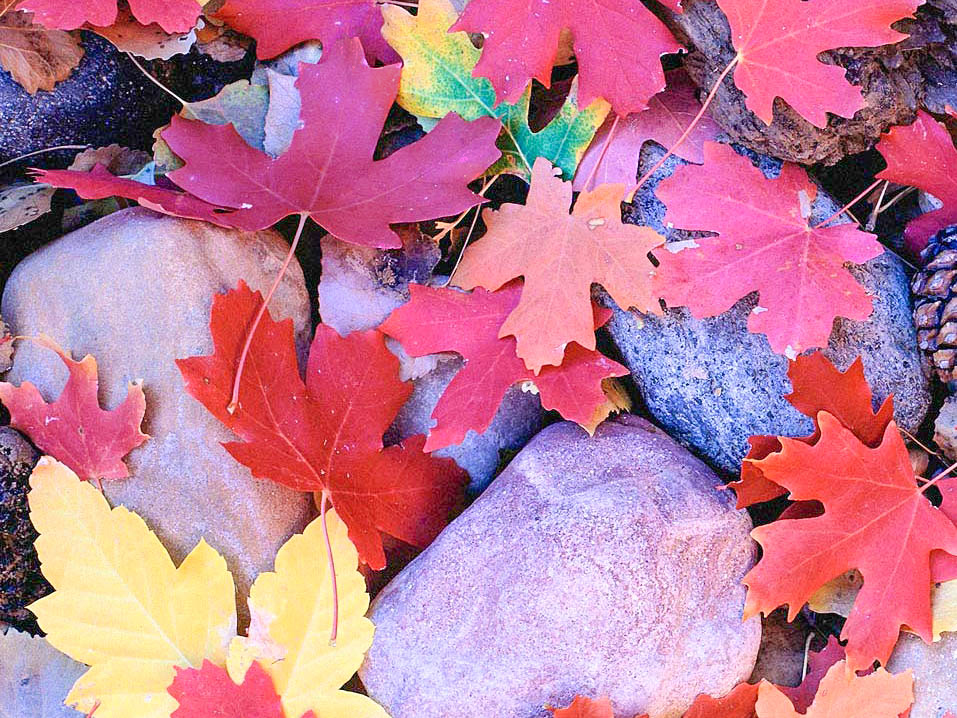ColorfulLeaves-2 copy