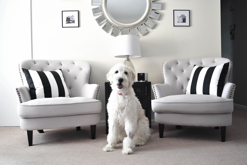 petcube_the_chambray_bunny_review_2