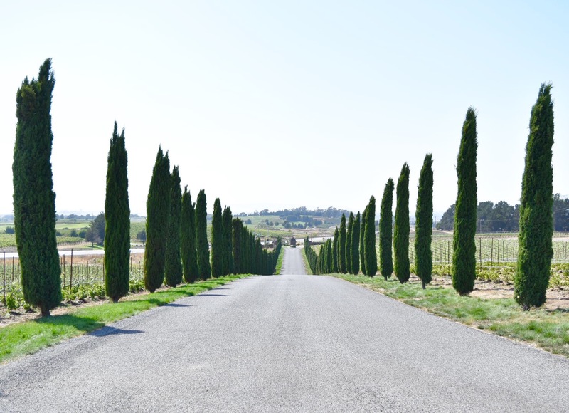 Napa Valley Vineyards 2