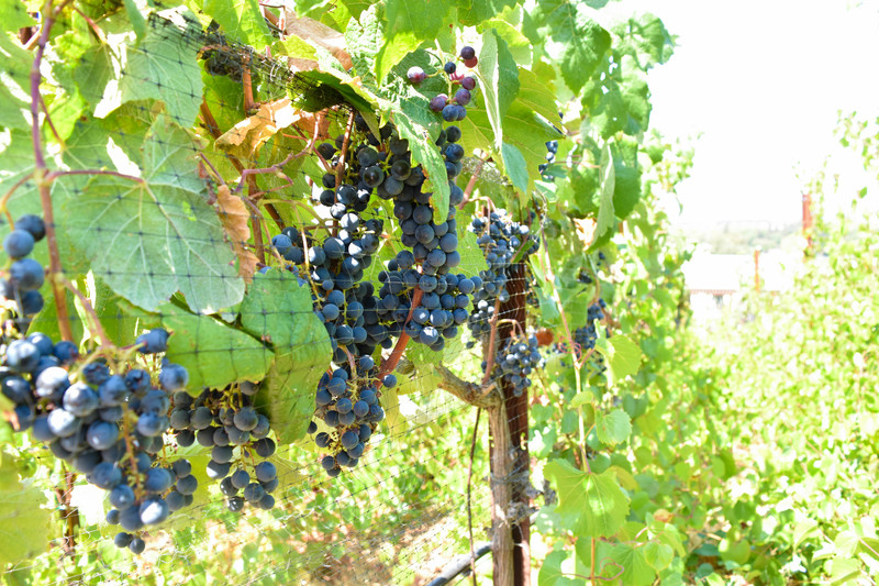 Napa Valley 1